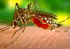 अब Zika Virus ने बढ़ाई चिंता, केरल में 5 और लोग पाए गए संक्रमित