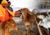 CM योगी का डर: डेढ़ हजार गोवंश को सर्दी से बचाने के इंतजाम, नंदी पार्क पर ध्यान
